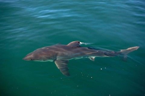 Great White Shark (carcharodon carcharias), Adult standing at Surface, False Bay in South Africa