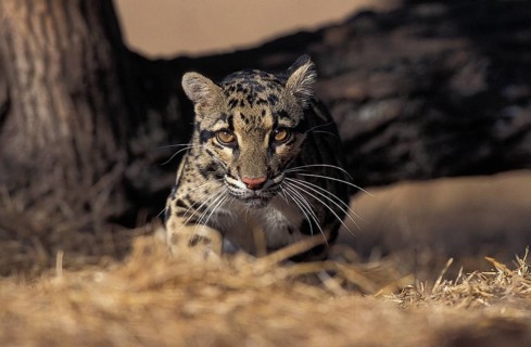 CLOUDED LEOPARD (neofelis nebulosa), ADULT