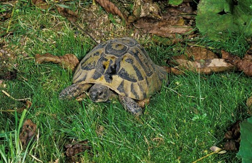 Hermann's Tortoise (testudo hermanni), Adult standing on Grass