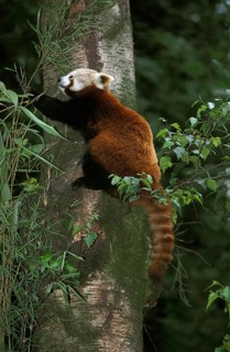 Red Panda (ailurus fulgens), Adult standing on Tree Trunk