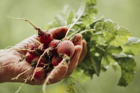 Close up hand holding fresh radishes. High resolution photo
