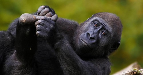 Eastern Lowland Gorilla (gorilla gorilla) graueri, Female resting