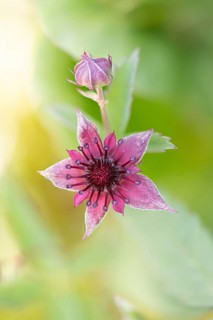 Purple marshlock (Potentilla palustris), bud and flower in the light of the sun, Black Forest,