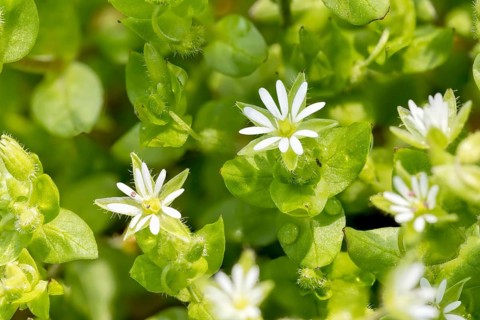 Macro of white Stellaria media flowers (chickweed) under the soft spring sun