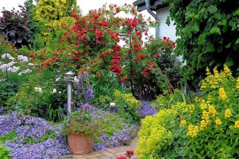 Ornamental garden, climbing roses with perennial flowers