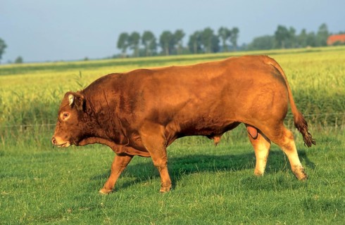 Limousin beef