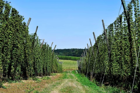 Harvested hops, hop garden, hop field, hop vines, poles, path, field, meadow, field, Mitterstetten,
