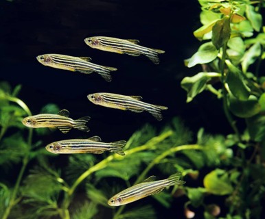 Zebrafish (brachydanio rerio) (Brachydanio rerio), Zebrafish, Animals, Other animals, Fishes,