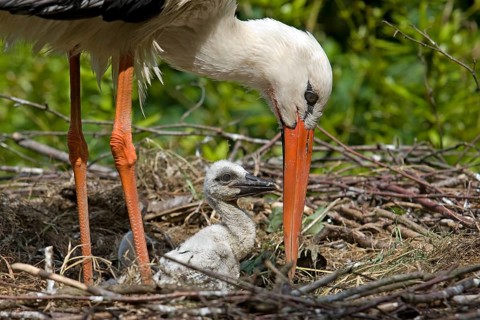 White stork (ciconia ciconia), adult with chicks on the nest