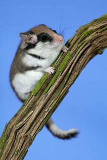 Garden dormouse (eliomys quercinus), ADULT AT NORMANDY IN FRANCE