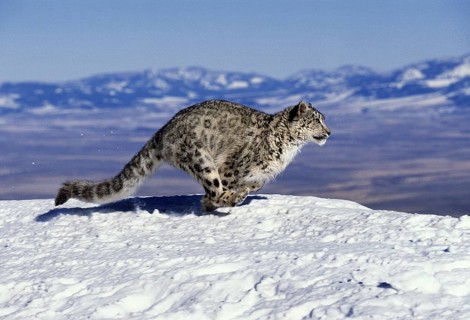 Snow leopard or ounce, uncia uncia, running through the mountains