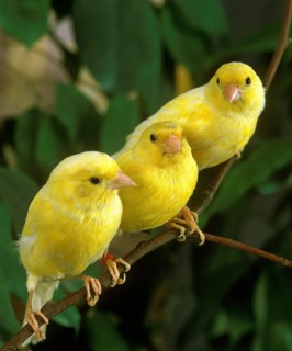Yellow atlantic canary (serinus canaria), on branch