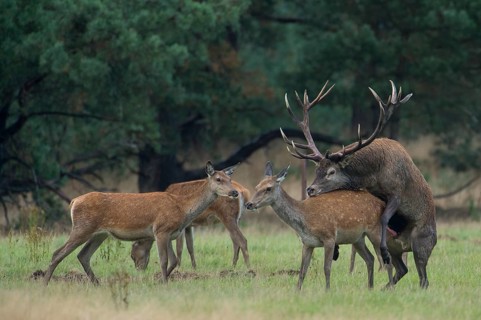 Red deer (Cervus elaphus) Hoge Veluwe National Park, Province of Gelderland, Netherlands
