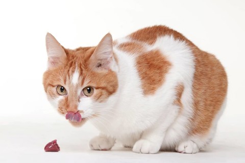 Domestic cat, raw feeding, BARF, barfing, raw food, chicken heart