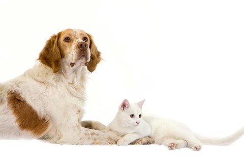 French spaniel dog (cinnamon colour) with white domestic cat against white background