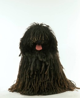 Hungarian Puli dog, adult sitting against white background