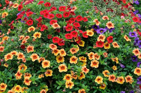 Magic bell (Calibrachoa) Aloha Confetties Hawaiian Luau, magic bell