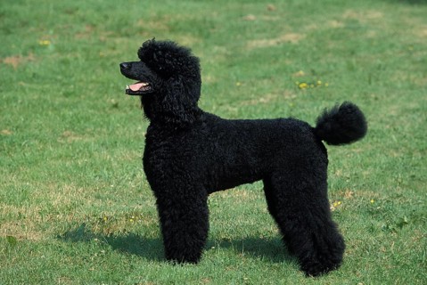 Black Giant Poodle, Adult standing on Lawn