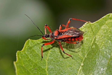 Red assassin bug