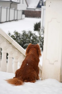Cavalier King Charles Spaniel, ruby, waiting, waiting, waiting