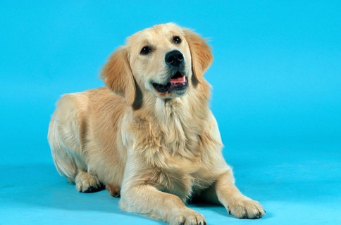 Golden Retriever, Young Golden Retriever (animals) (indoor) (studio) (friendly) (smiling) (lying)