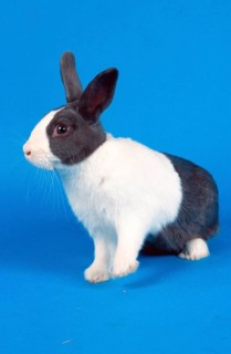 Dutch rabbit