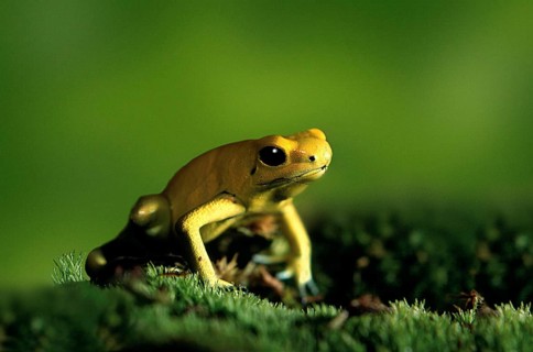 Poison Arrow Frog (Phyllobates terribilis)