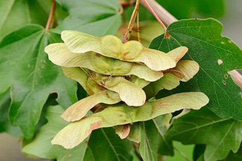Field Maple (Acer campestre) with fruit, North Rhine-Westphalia, Germany, Hedge Maple, Europe