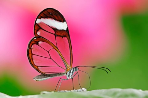 Glass-winged butterfly, glass-winged butterfly (Greta oto) Glass-winged butterfly, lateral