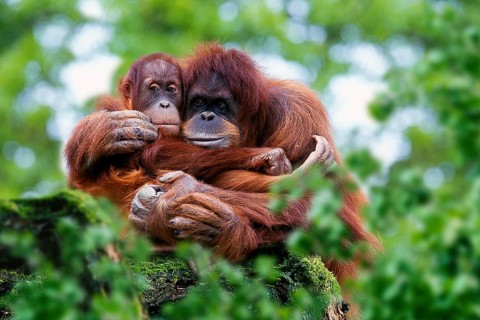 Sumatran orangutan, female with young (Pongo pygmaeus abelii)