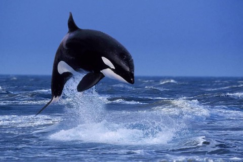 Orca (Orcinus orca), Schwertwal, Orka, [animals, adult, aussen, outdoor, adult, Bewegung, motion,