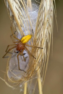 Yellow sac spider (Cheiracanthium punctorium) male, Havelland, Brandenburg, Germany, Europe