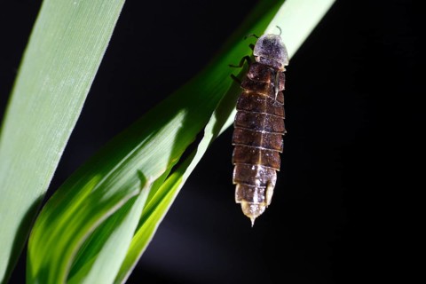 Glow Worm Beetle, female, Lower Saxony, Germany (Lampyris noctiluca)