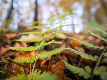 Autumn atmosphere, fern in the forest, Leoben, Styria, Austria, Europe