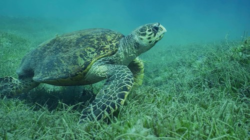 Very old male Hawksbill Sea Turtle (Eretmochelys imbricata) or Bissa on seagrass meadow covered