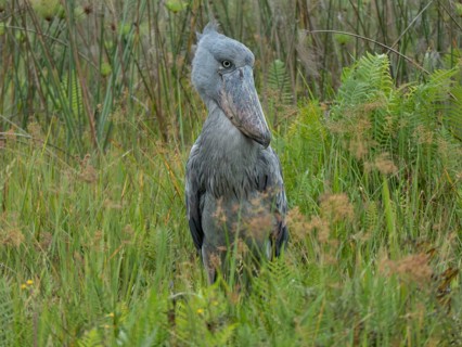 Shoebill (Balaeniceps rex), Lake Victoria, Entebbe, Uganda, Africa
