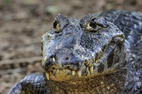 Close up of a Black Caiman, Pantanal, Brazil, South America