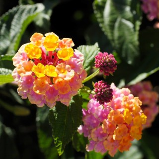 Lantana Camara shrub in Marbella Spain