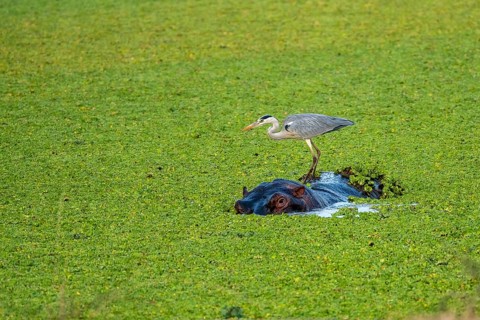 Grey heron (Ardea cinerea), hippo (Hippopotamus amphibius), water cabbage (Pistia stratiotes),
