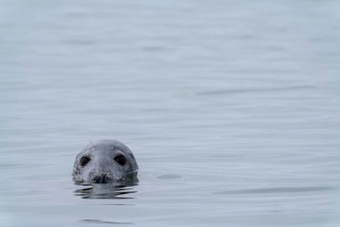 A close up view of a gray seal peeking out of the water