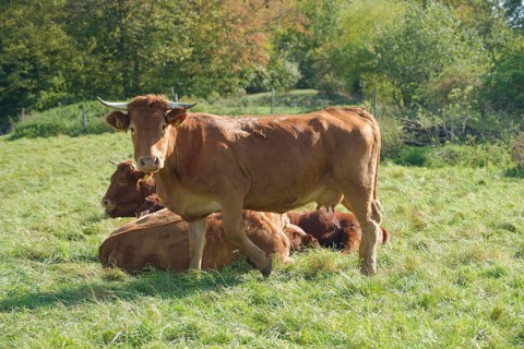 Limpurg cattle grazing in a meadow opposite Comburg Castle, farm animal, cattle breed, agriculture,