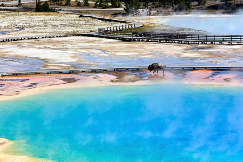 A bison crossing Grand Prismatic Spring In the Yellowstone National Park. Wyoming. USA