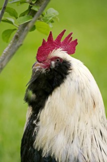 French chicken called Faverolle, portrait of the cock