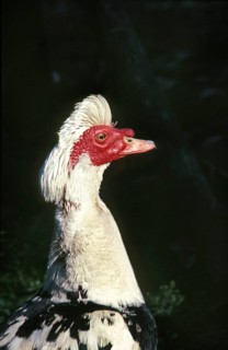 Muskovy Duck (cairina moschata), Head of Male
