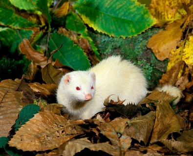 Ferret (mustela putorius furo), Female on Fallen Leaves