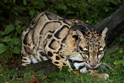 Clouded Leopard (neofelis nebulosa), Adult in Ground