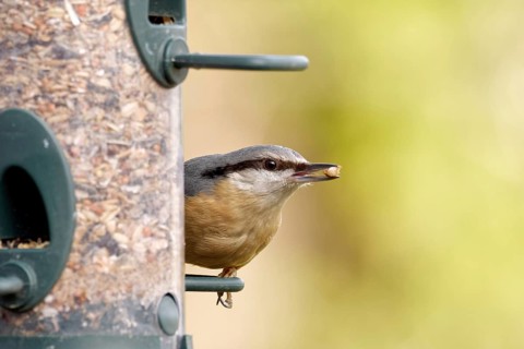 Nuthatch at the feeder