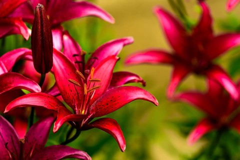 Beautiful red lily on a natural green background outdoors in garden