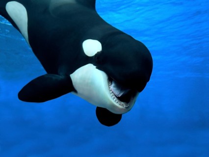 Killer whale (orcinus orca), adult with open mouth