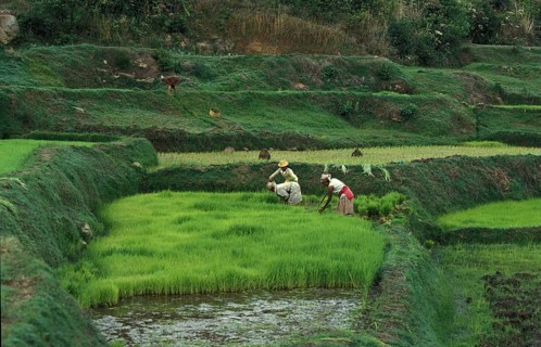 Women working at Ricefields in Madagascar R